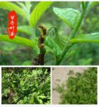 Imperial Grade "Gan Zao Ye" Wild Jujube Tea from Laoshan Village