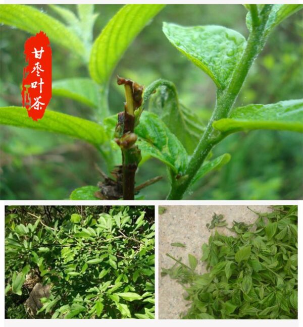 Imperial Grade "Gan Zao Ye" Wild Jujube Tea from Laoshan Village