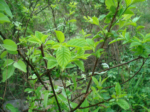 Imperial Grade "Gan Zao Ye" Wild Jujube Tea from Laoshan Village